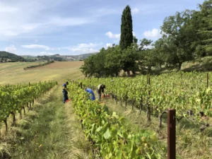 Foto Persone Vini di Cagnore